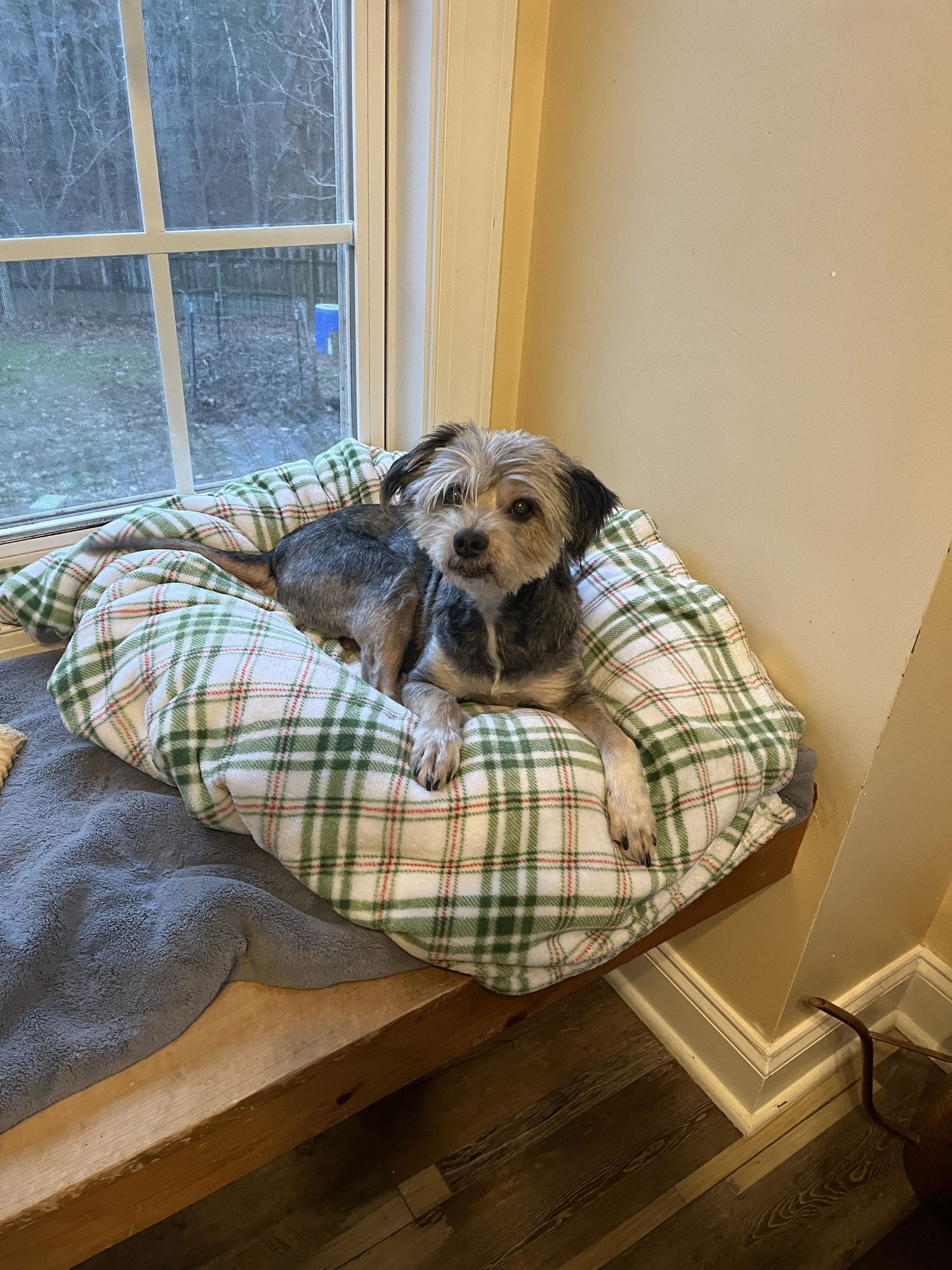 BELLA - Schnauzer / Poodle (Miniature) available for adoption