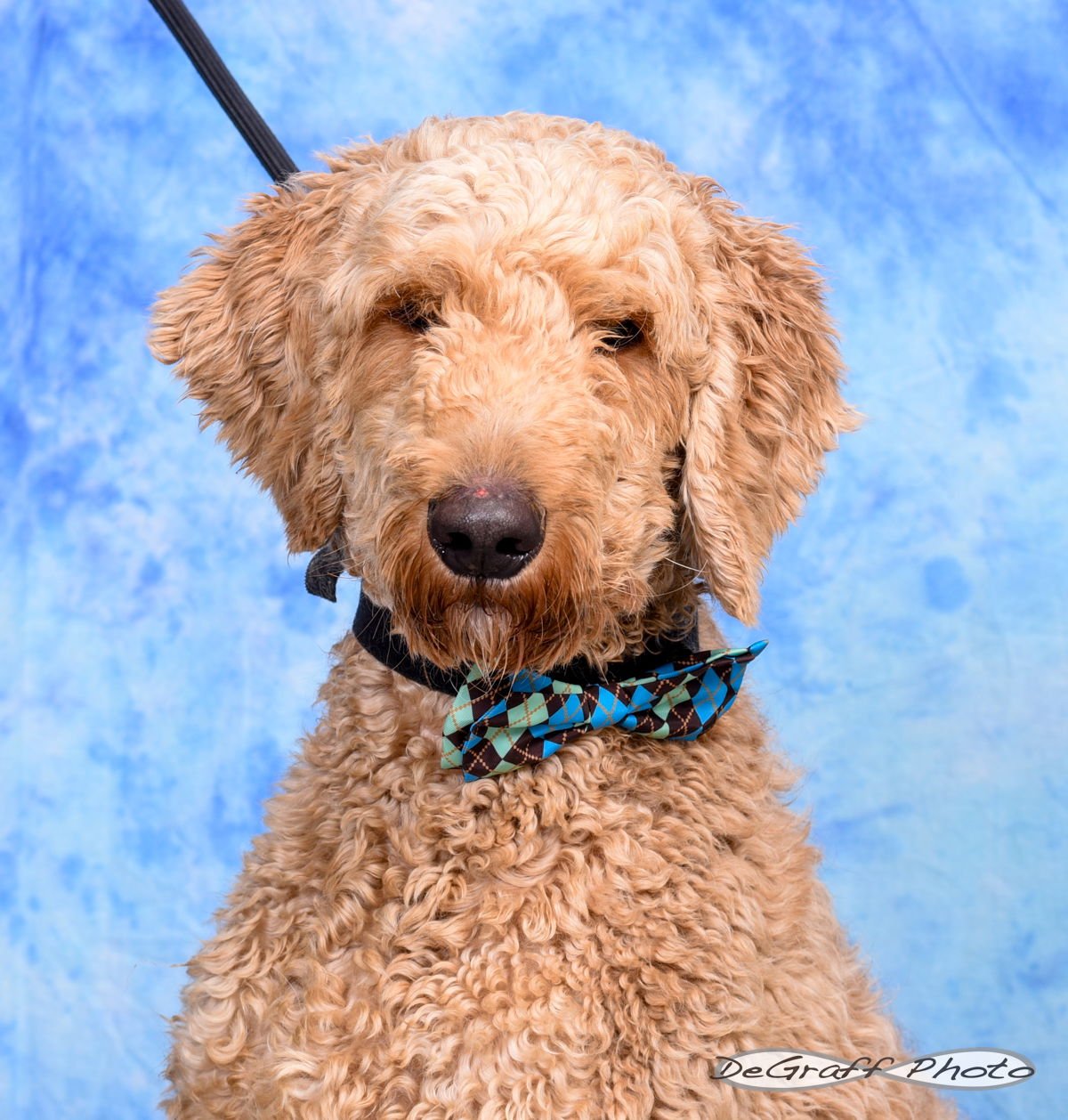 LOKI - Labrador Retriever / Poodle (Standard) available for adoption
