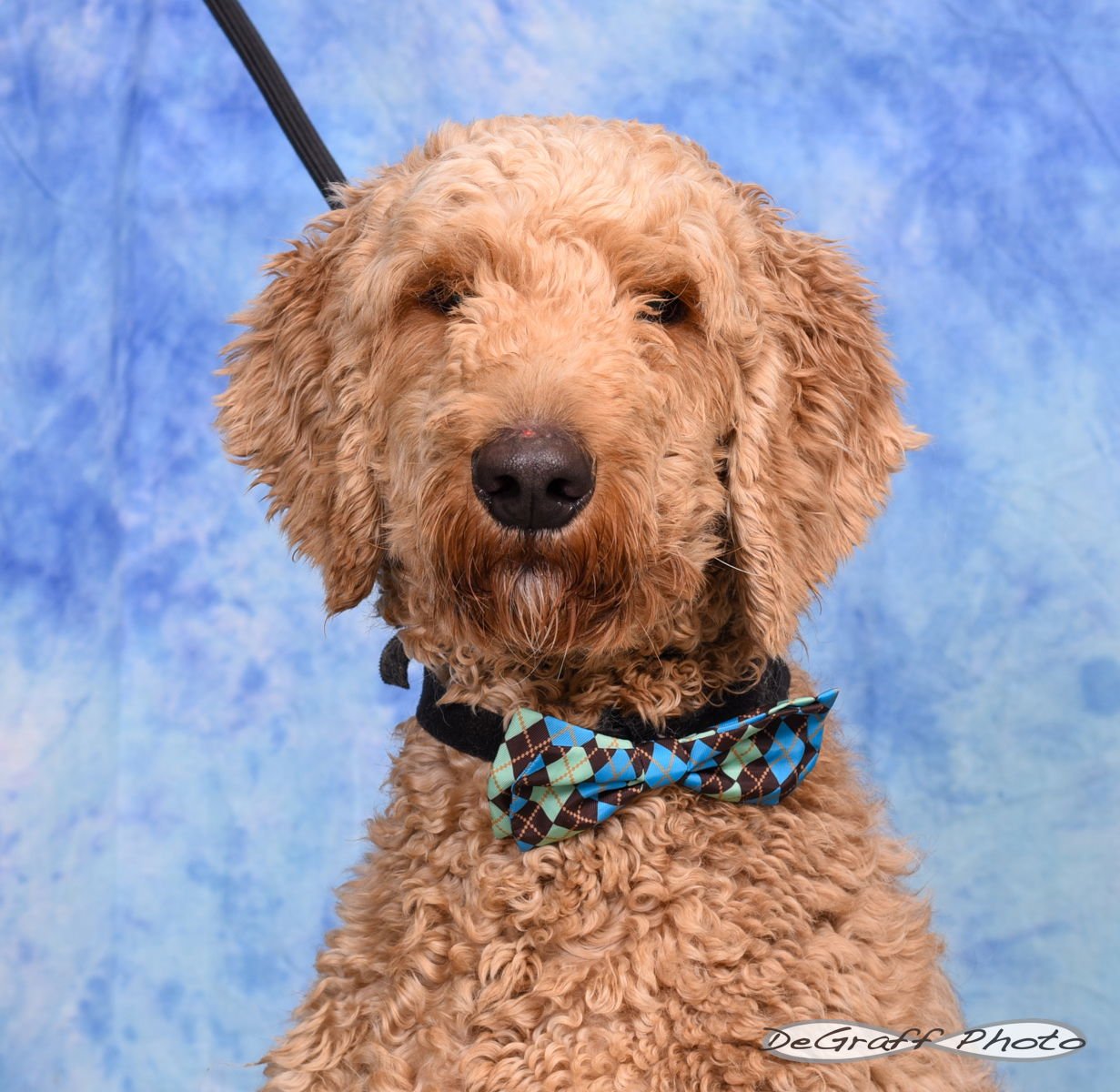 LOKI - Labrador Retriever / Poodle (Standard) available for adoption