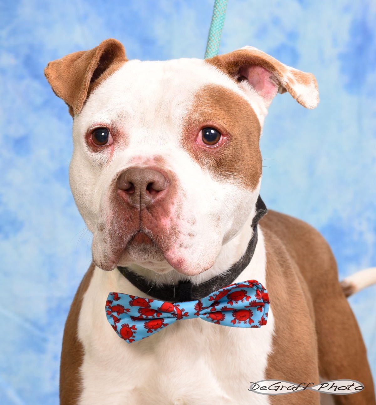 COLT - American Bulldog available for adoption