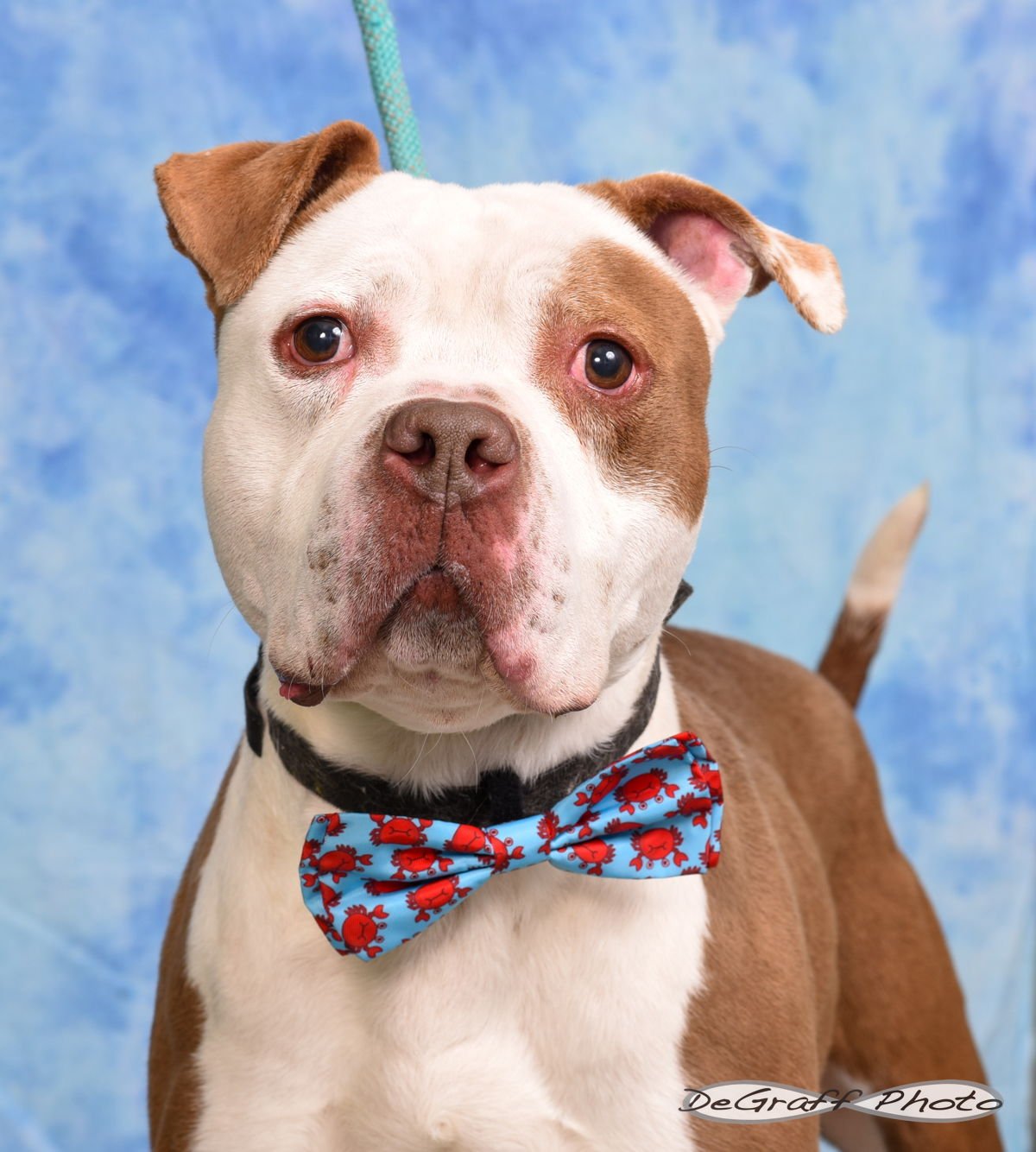 COLT - American Bulldog available for adoption