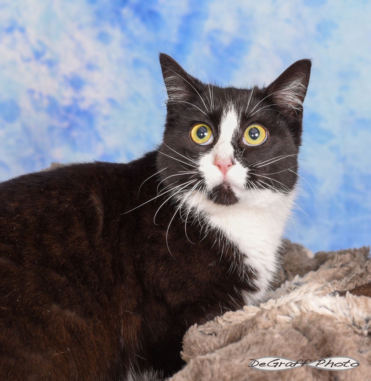 BISCOTTI - Domestic Short Hair available for adoption