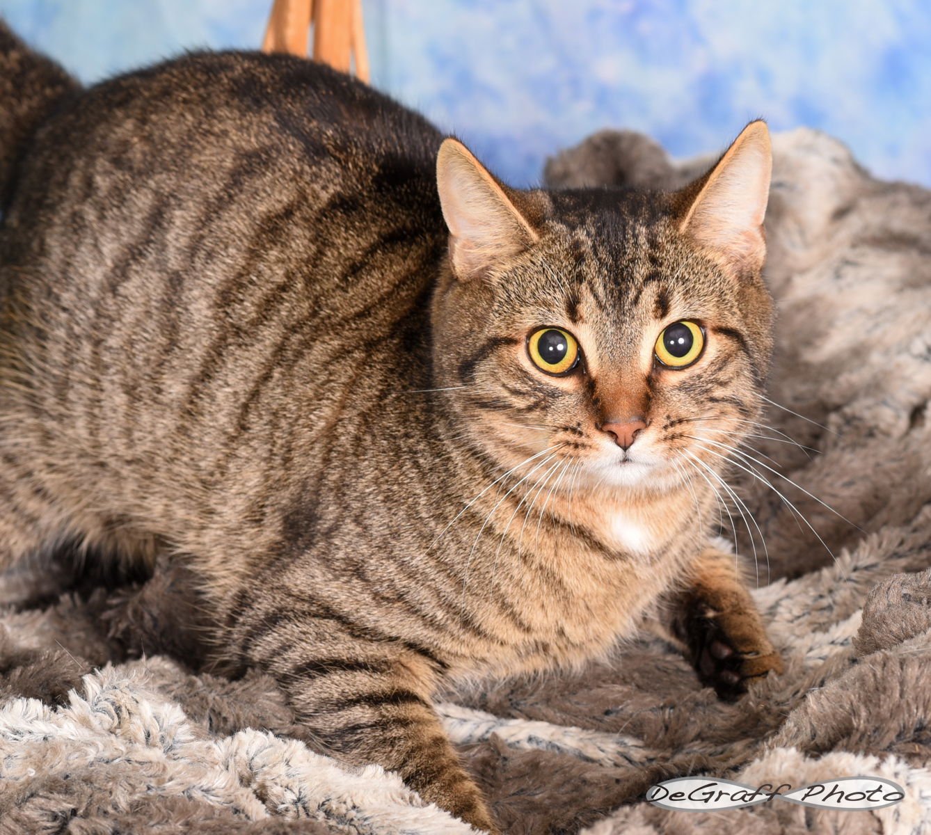 OAKLEY - Domestic Short Hair available for adoption