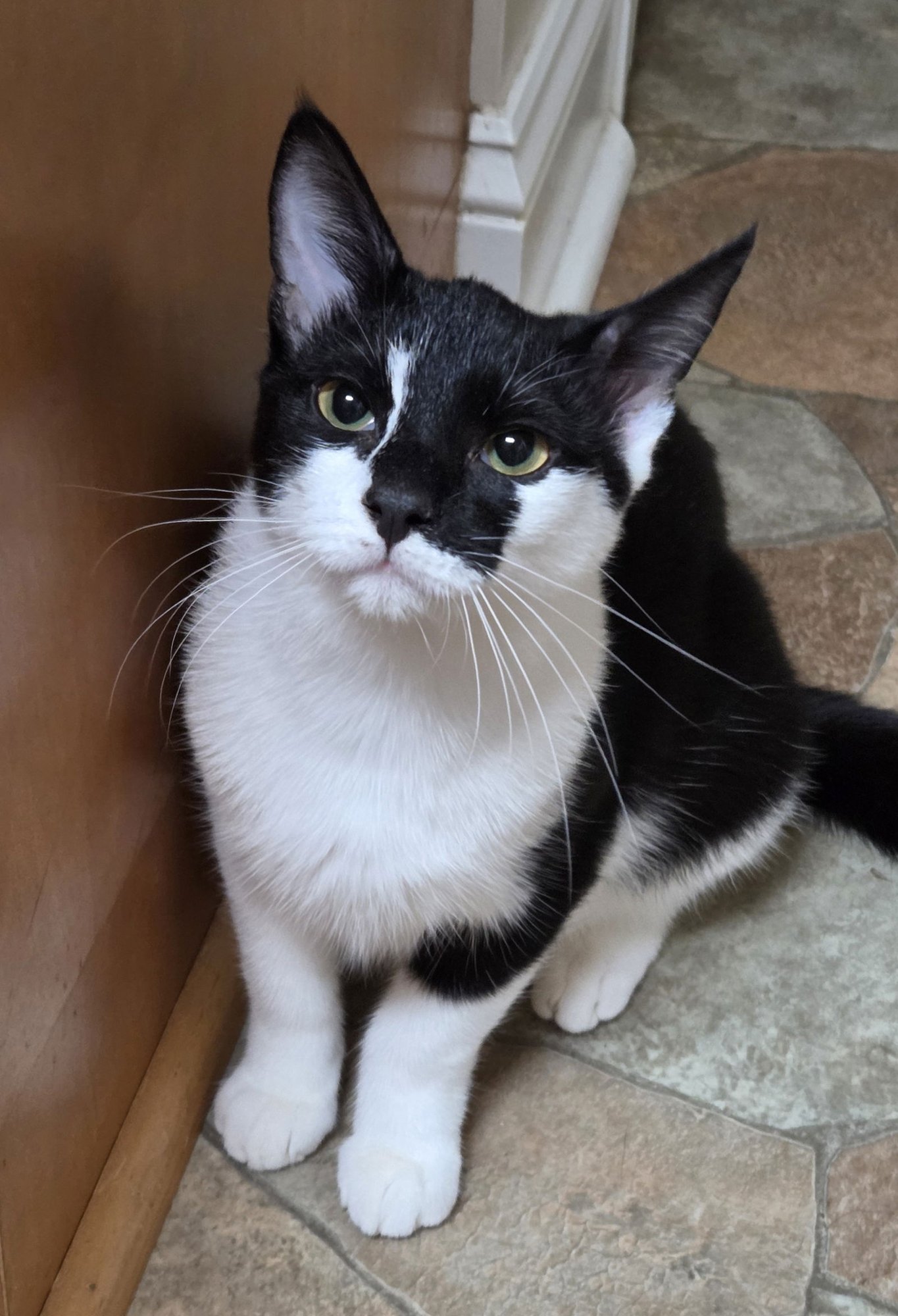 SCOOP - Domestic Short Hair available for adoption