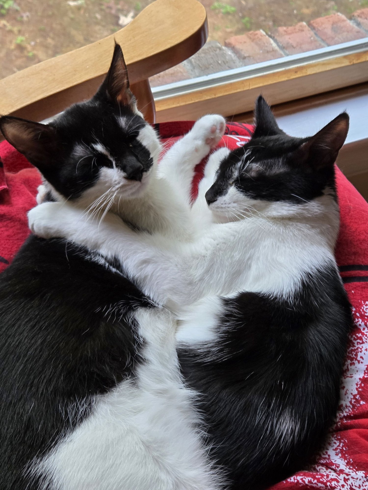 SCOOP - Domestic Short Hair available for adoption