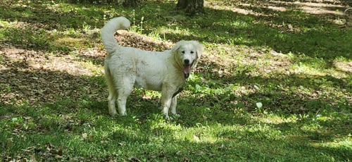 VELMA - Great Pyrenees / Golden Retriever available for adoption