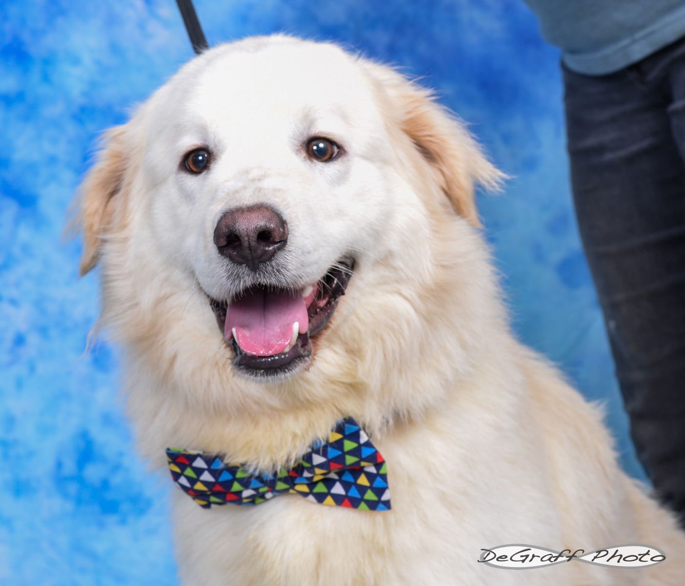 RUDY - Great Pyrenees available for adoption
