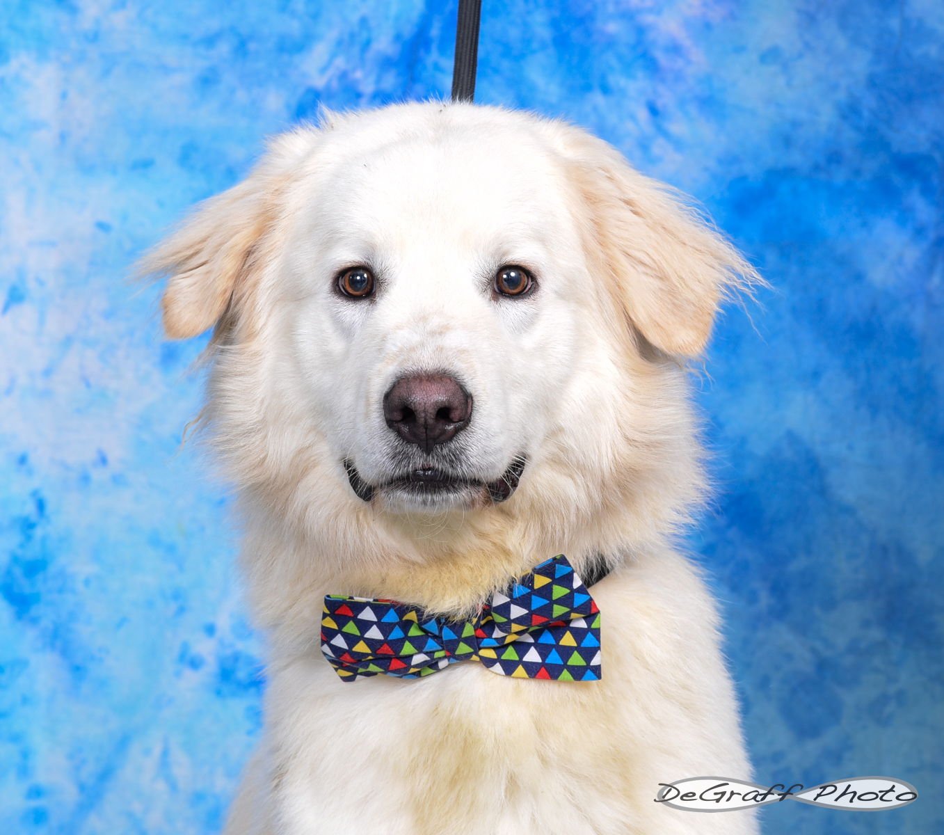 RUDY - Great Pyrenees available for adoption