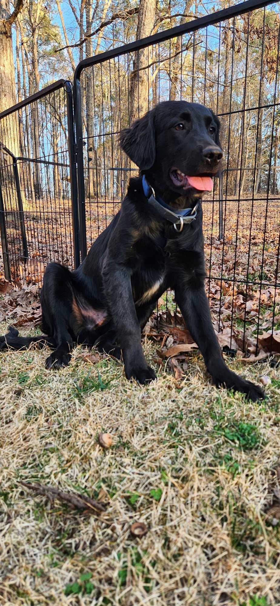 RONAN - Great Pyrenees / Labrador Retriever available for adoption