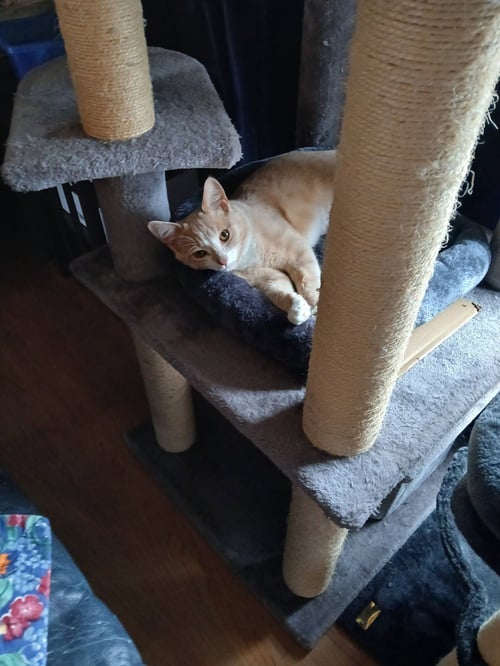 JILL - Domestic Short Hair available for adoption