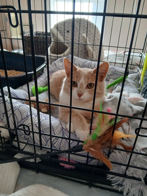 JILL - Domestic Short Hair available for adoption