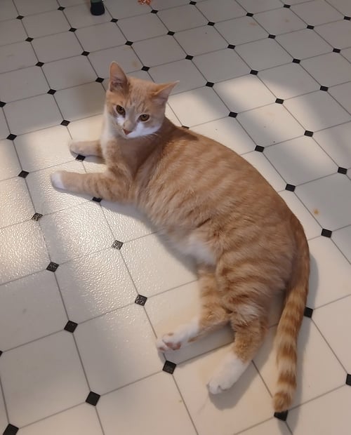 JACK - Domestic Short Hair available for adoption