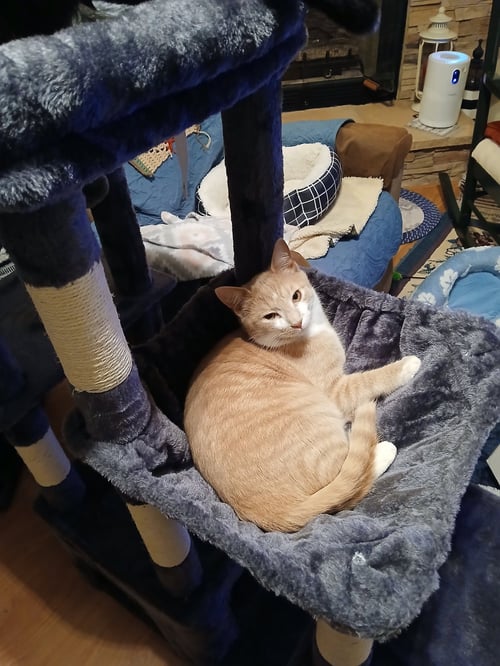 JACK - Domestic Short Hair available for adoption