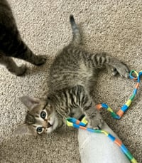 Ralph - Photo 8