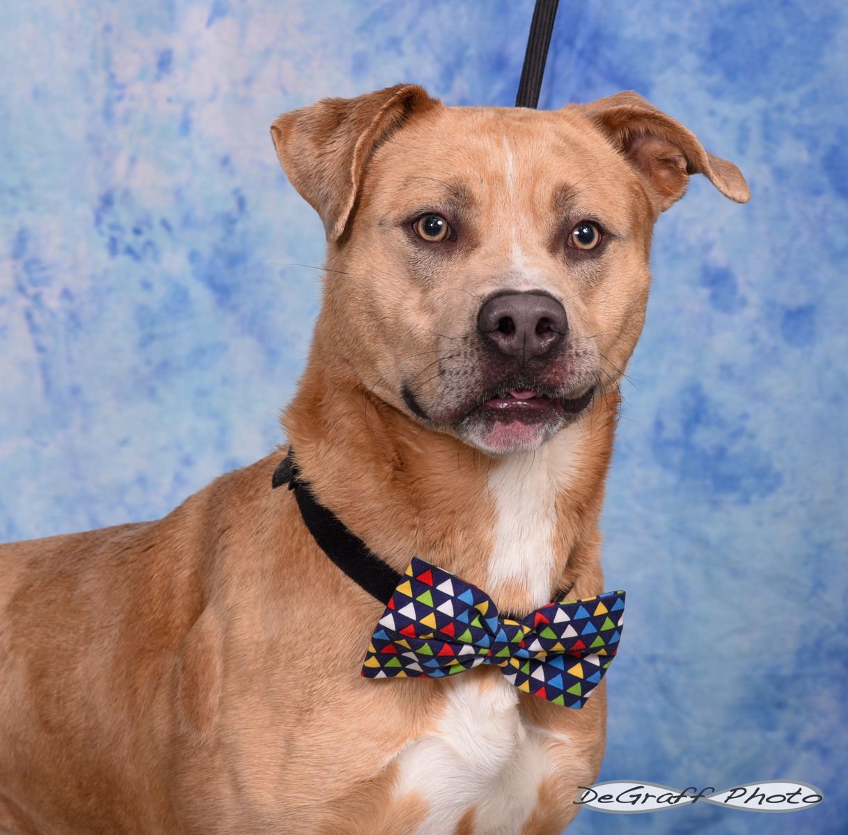 BUSTER - Labrador Retriever / Catahoula Leopard Dog available for adoption