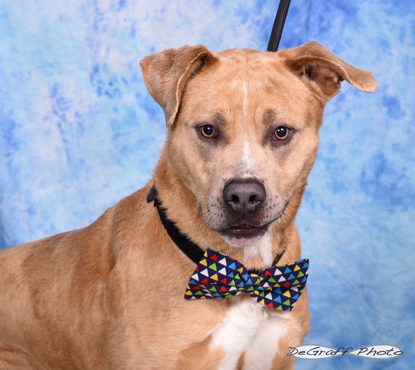 BUSTER - Labrador Retriever / Catahoula Leopard Dog available for adoption