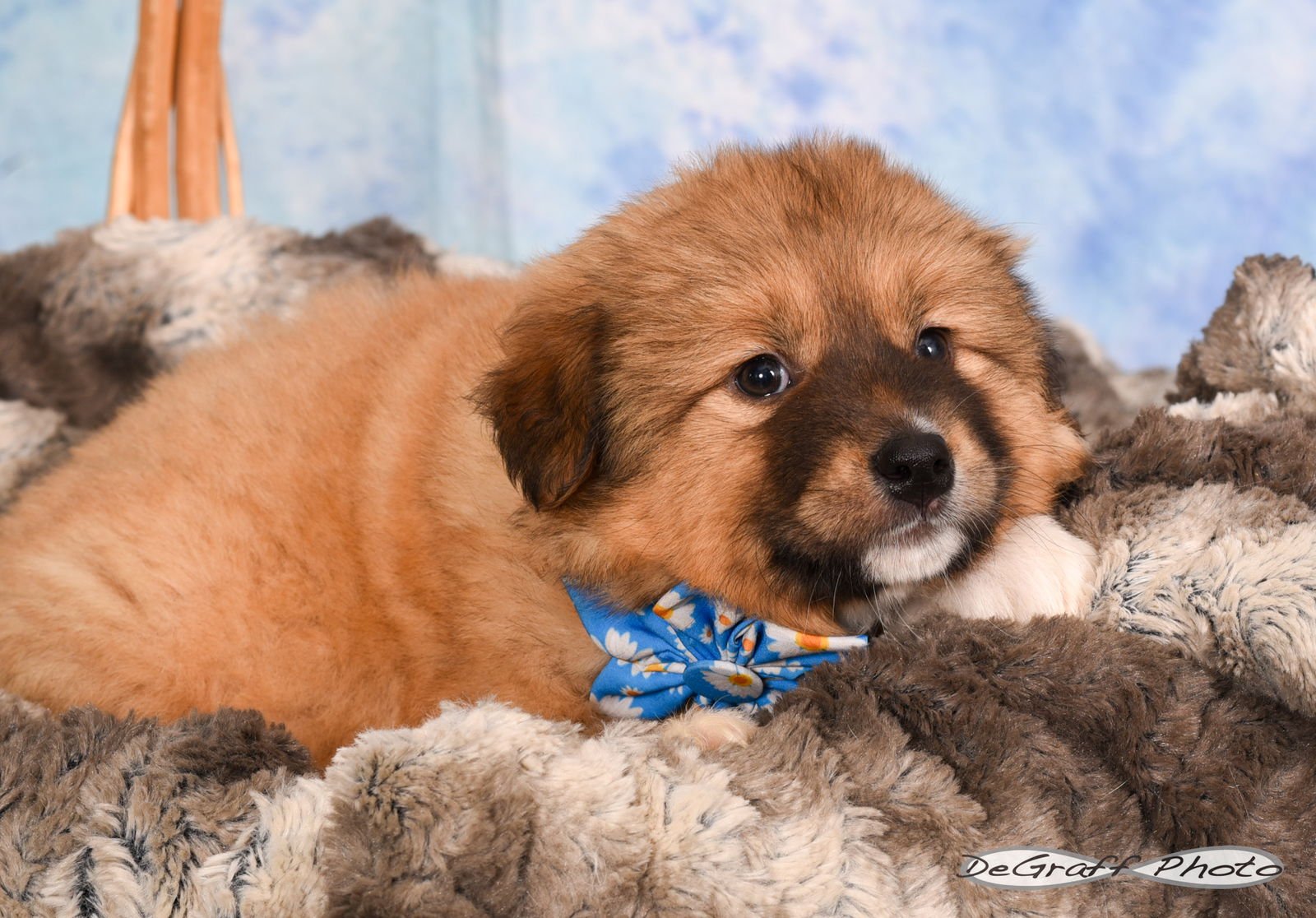 AMORA - Shepherd / Golden Retriever available for adoption