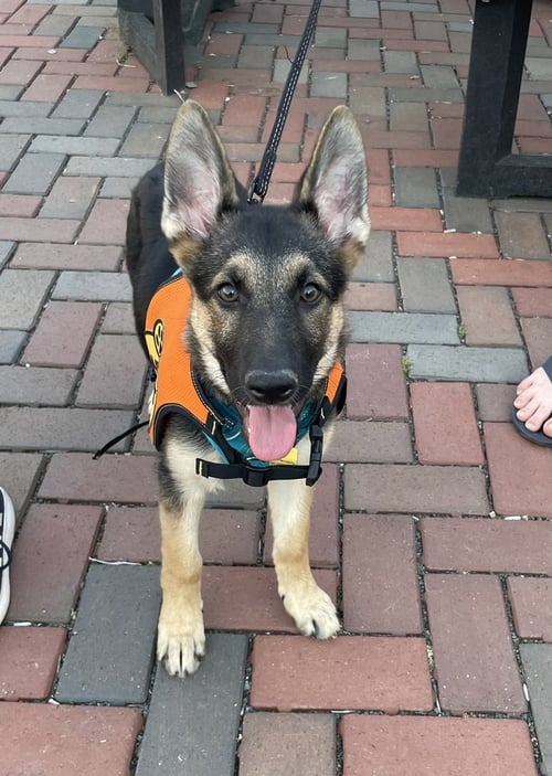LAYLA - German Shepherd Dog available for adoption