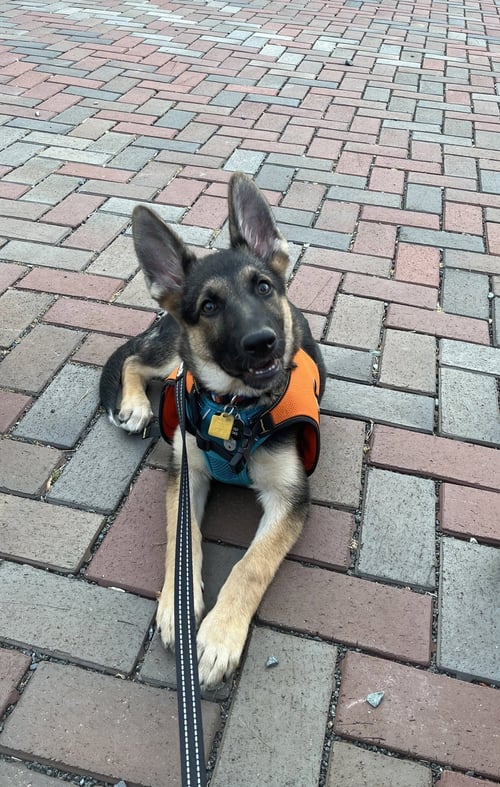 LAYLA - German Shepherd Dog available for adoption
