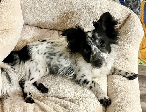 BAILEY - Corgi / Papillon available for adoption