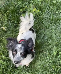 Bailey - Photo 3
