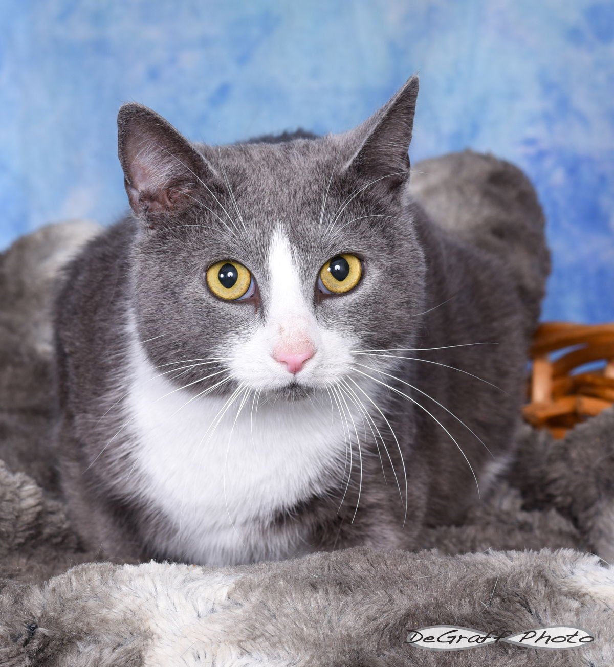 LABUBU - Domestic Short Hair available for adoption