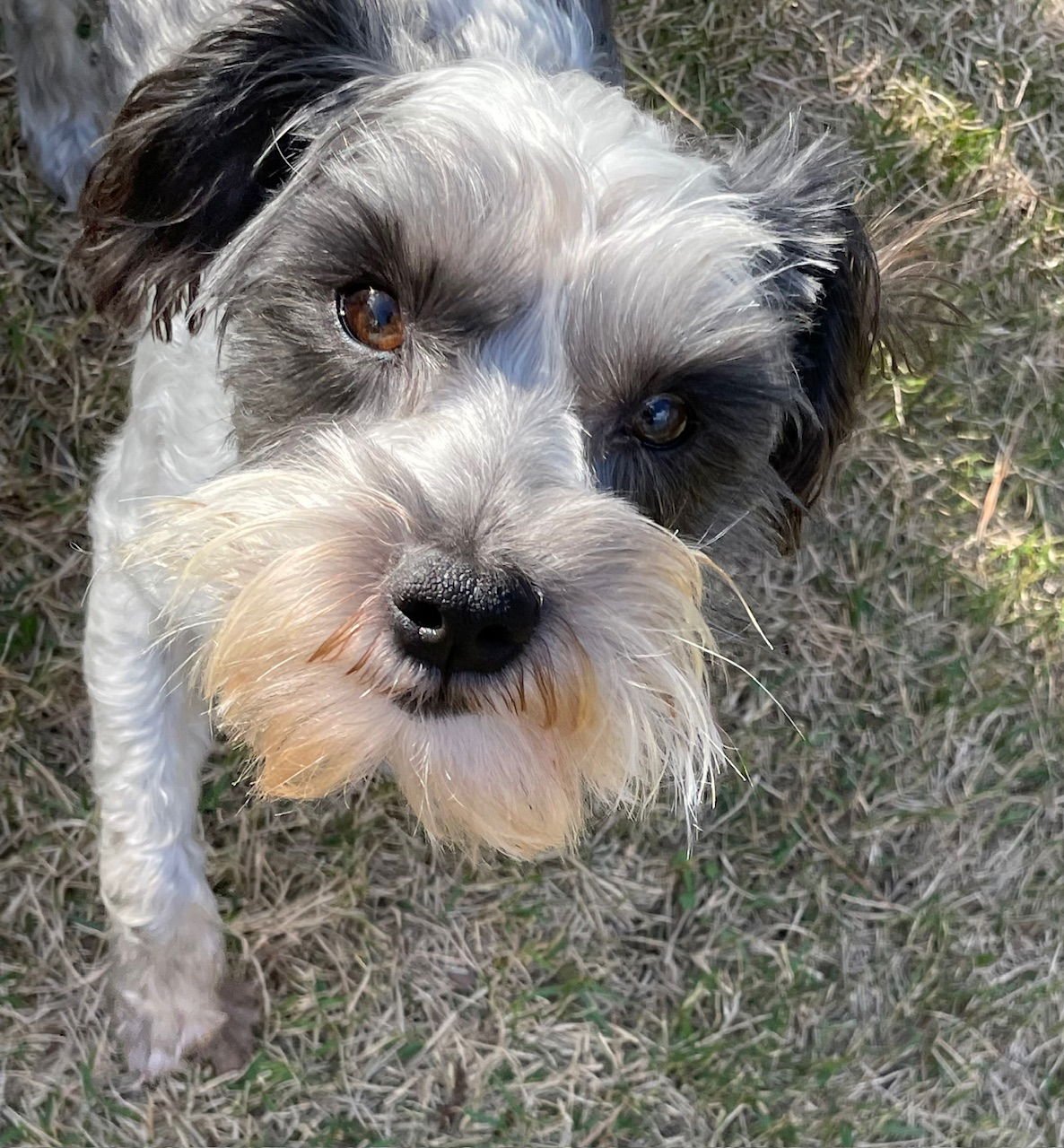 RALPH - Schnauzer / Poodle (Miniature) available for adoption