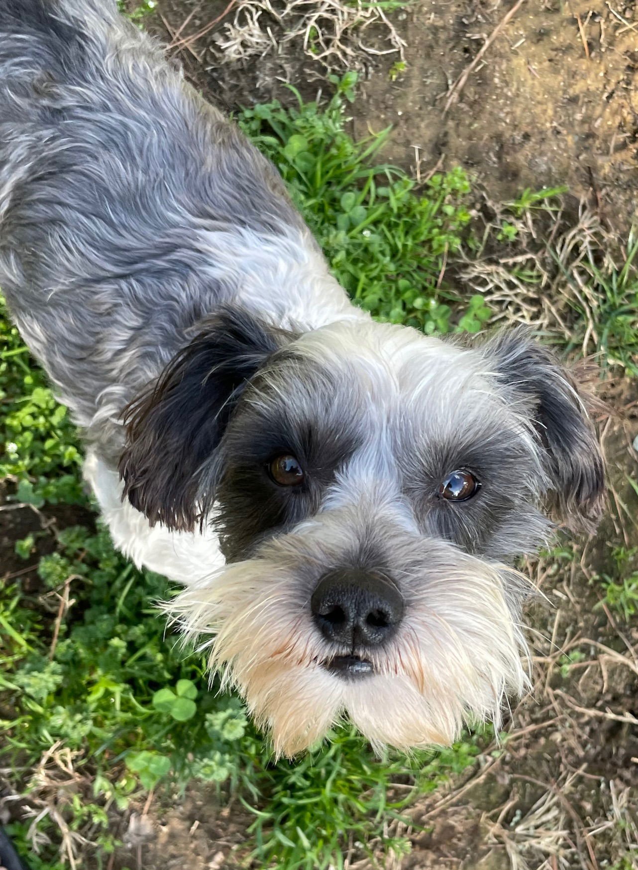 RALPH - Schnauzer / Poodle (Miniature) available for adoption