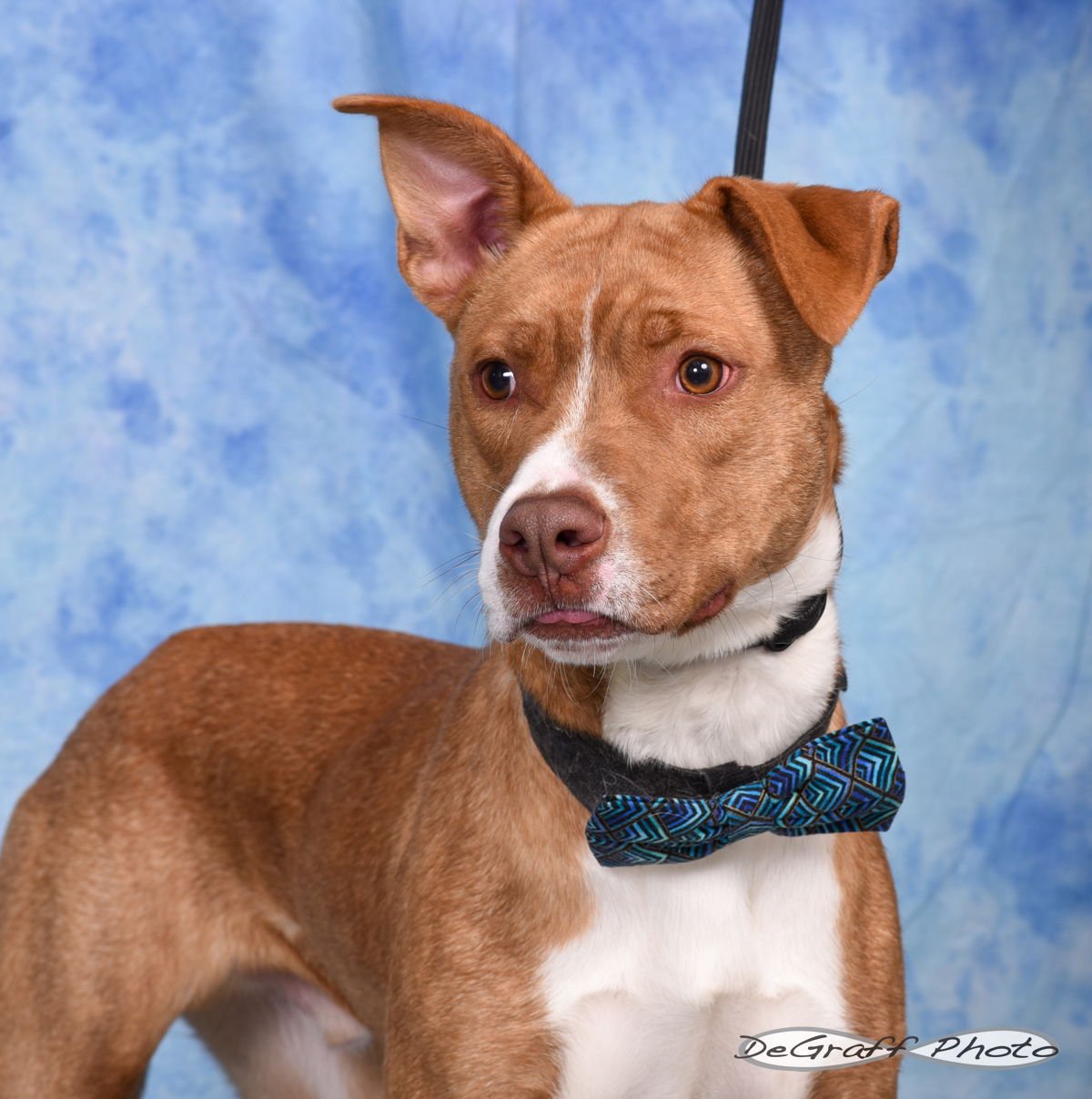 OTIS - Labrador Retriever / Shepherd available for adoption