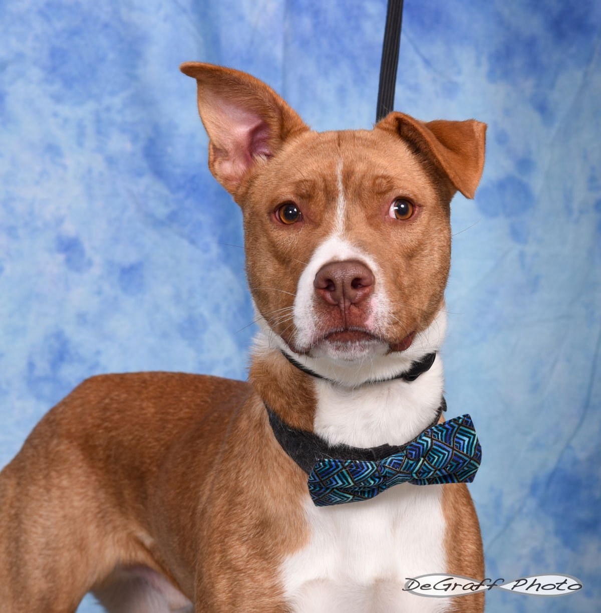 OTIS - Labrador Retriever / Shepherd available for adoption