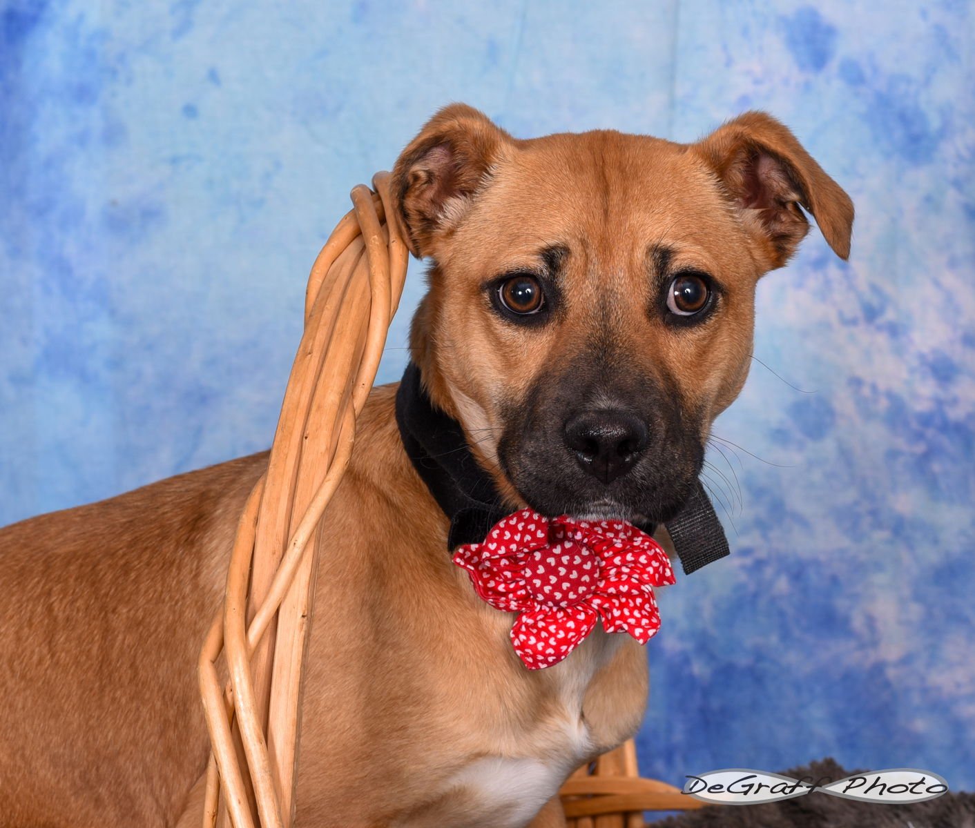 PENNY - Labrador Retriever / Boxer available for adoption