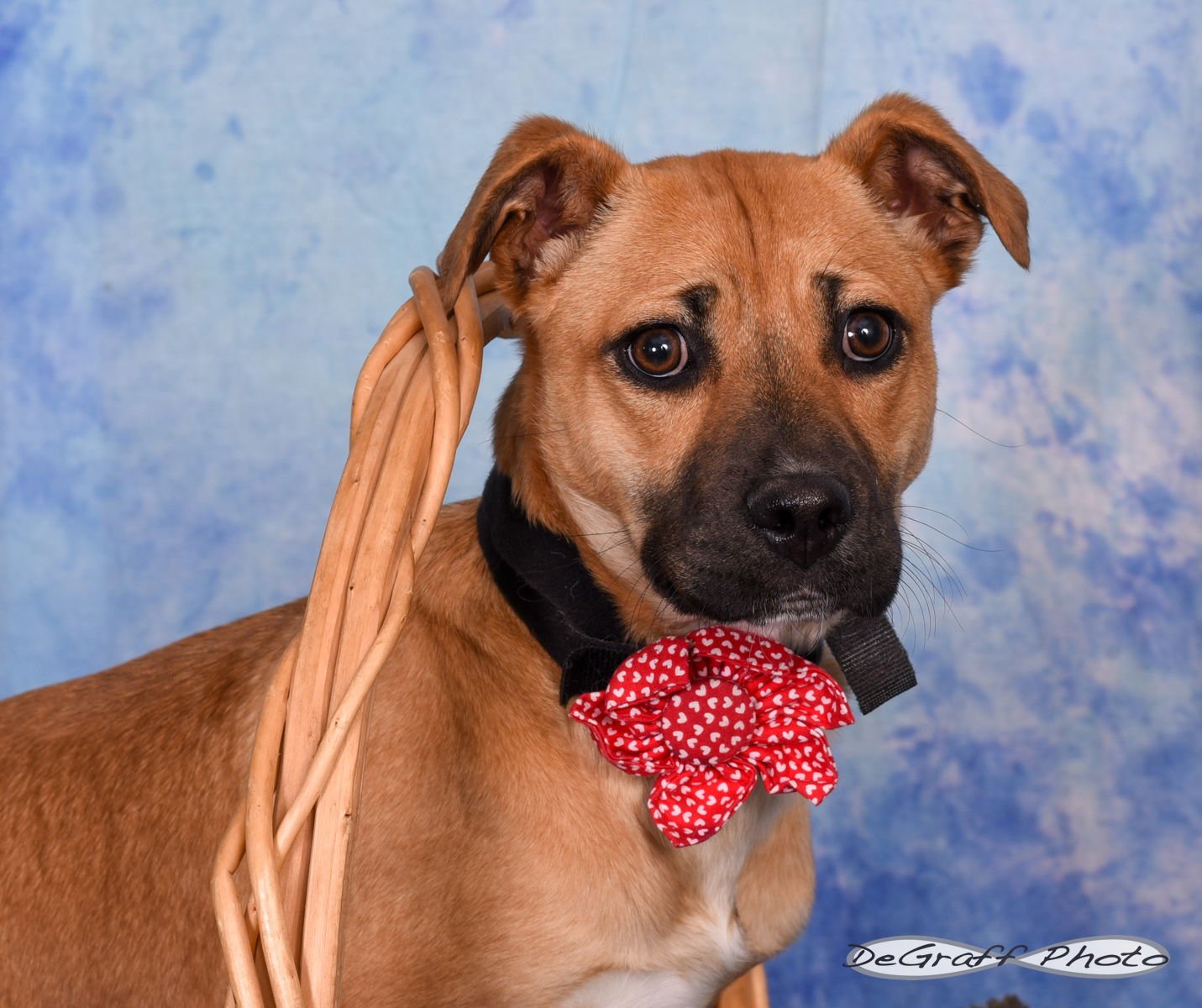 PENNY - Labrador Retriever / Boxer available for adoption