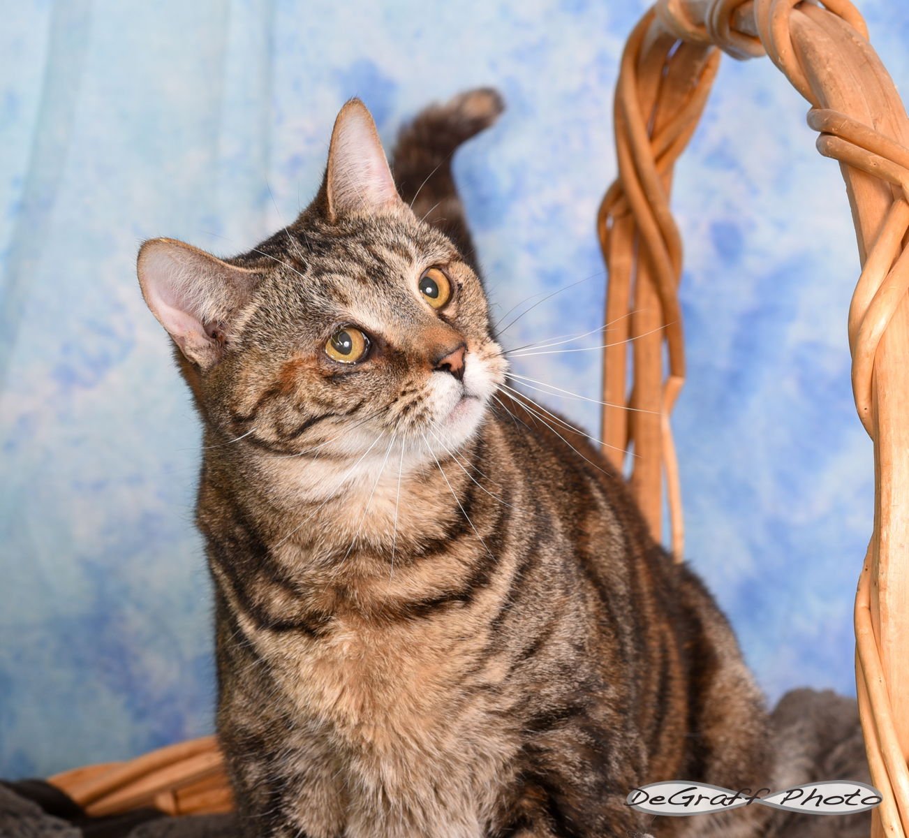 JOLENE - Domestic Short Hair available for adoption