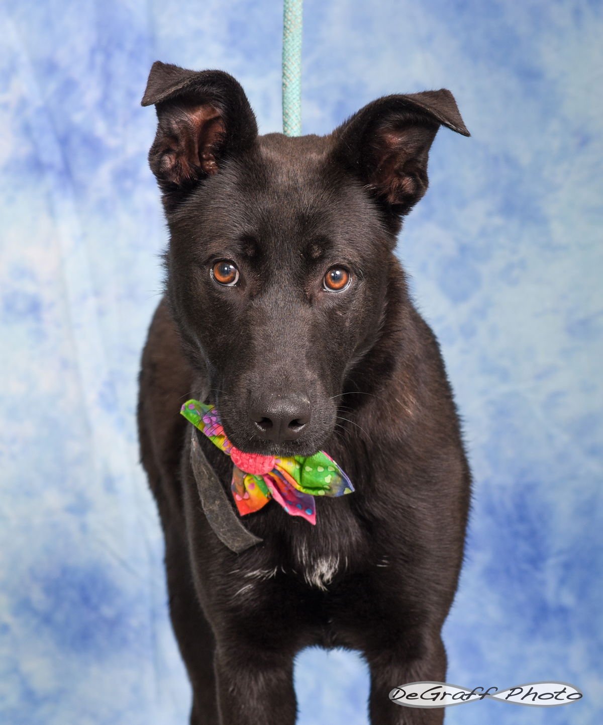 WENDY - Shepherd available for adoption