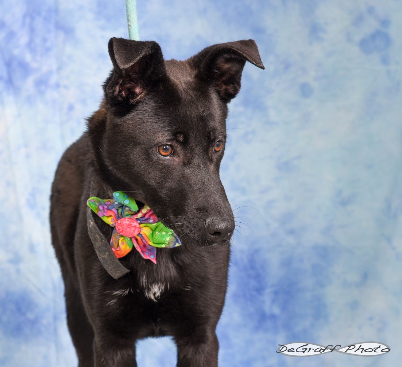 WENDY - Shepherd available for adoption