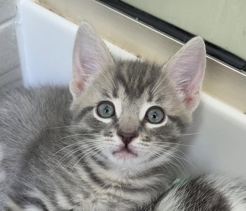 CHEESECAKE - Domestic Short Hair available for adoption