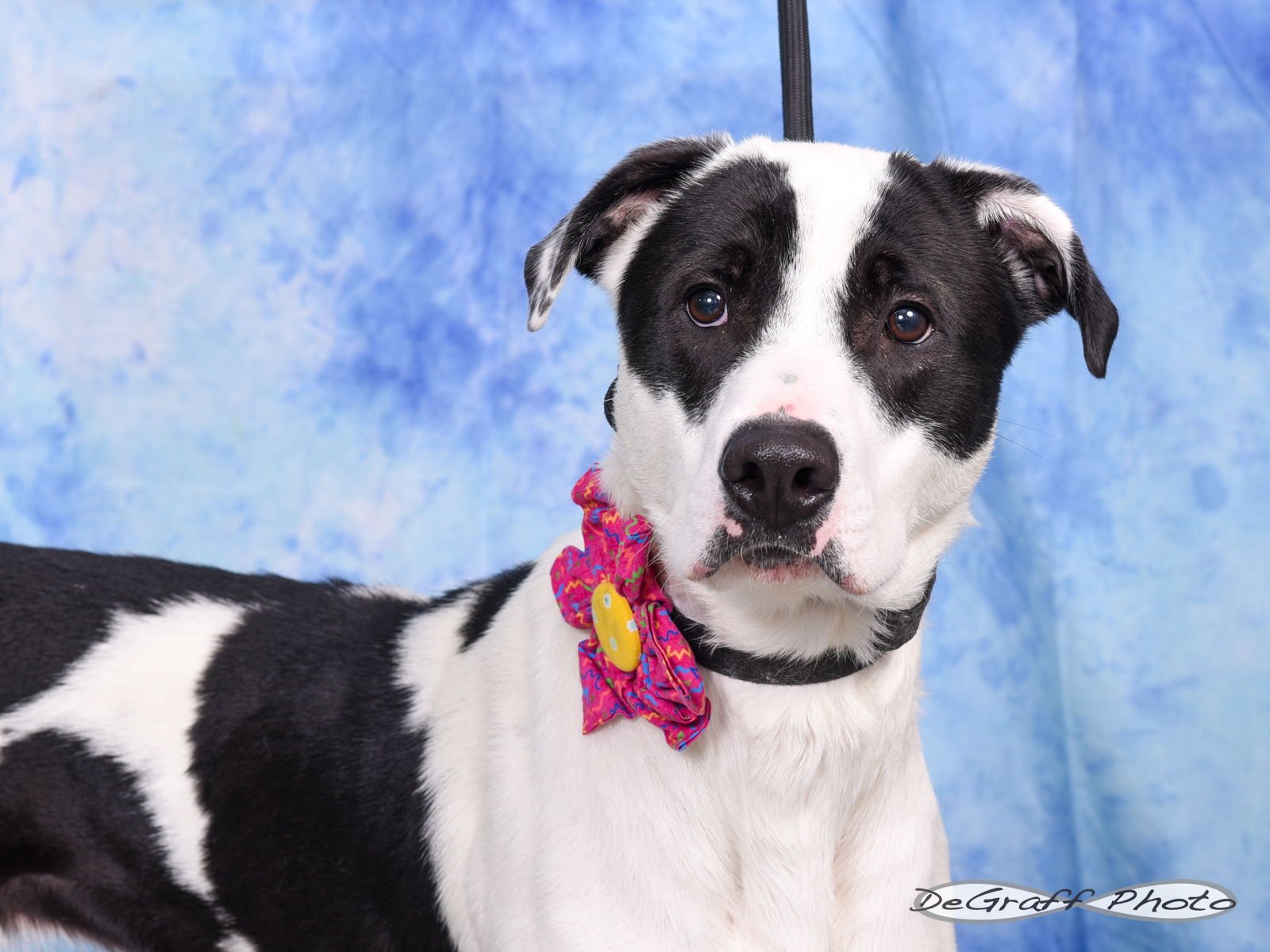 DIAMOND - Collie available for adoption