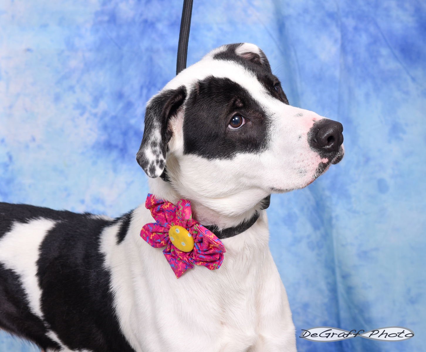 DIAMOND - Collie available for adoption