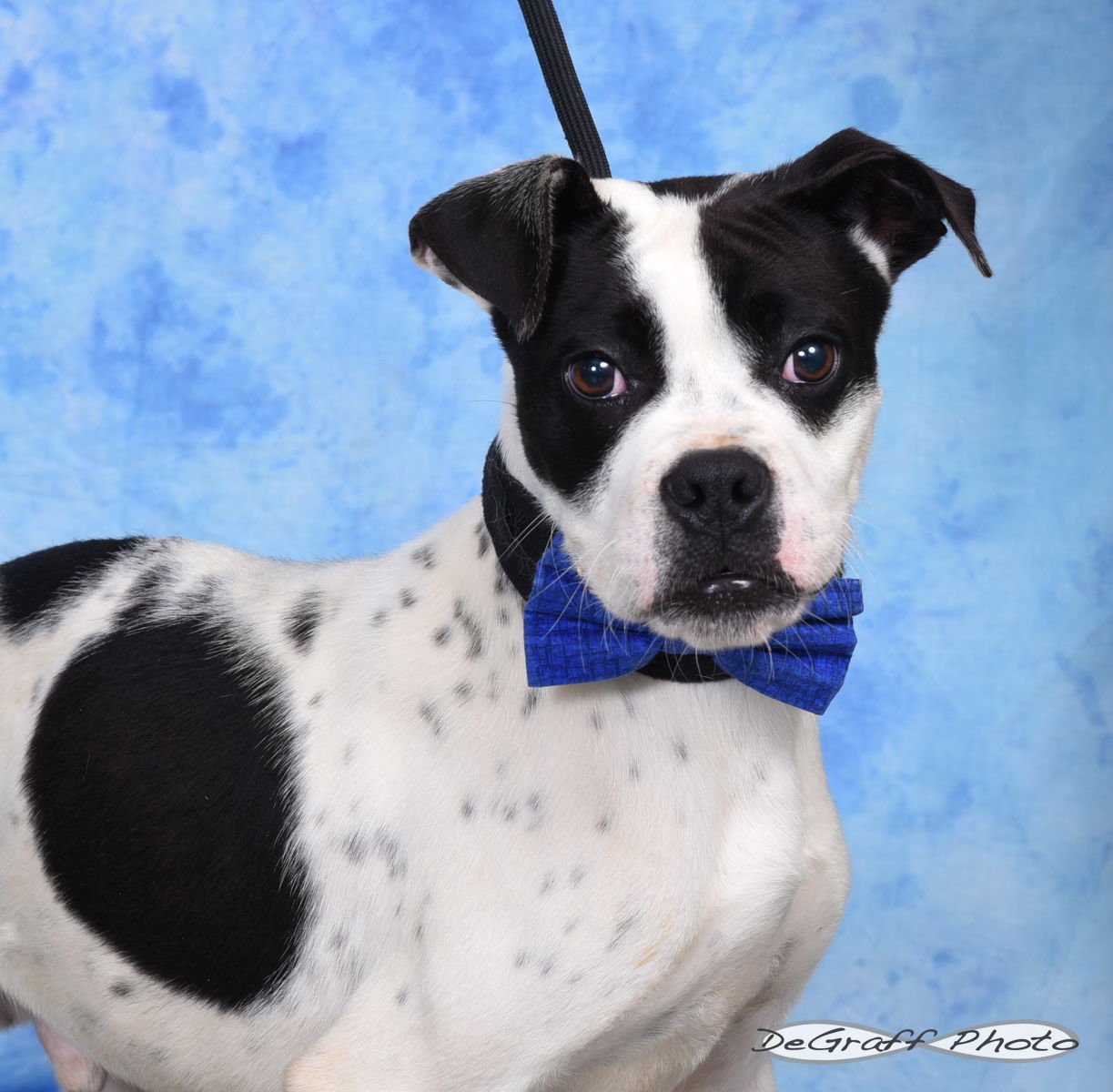 GOSLING - Boxer available for adoption