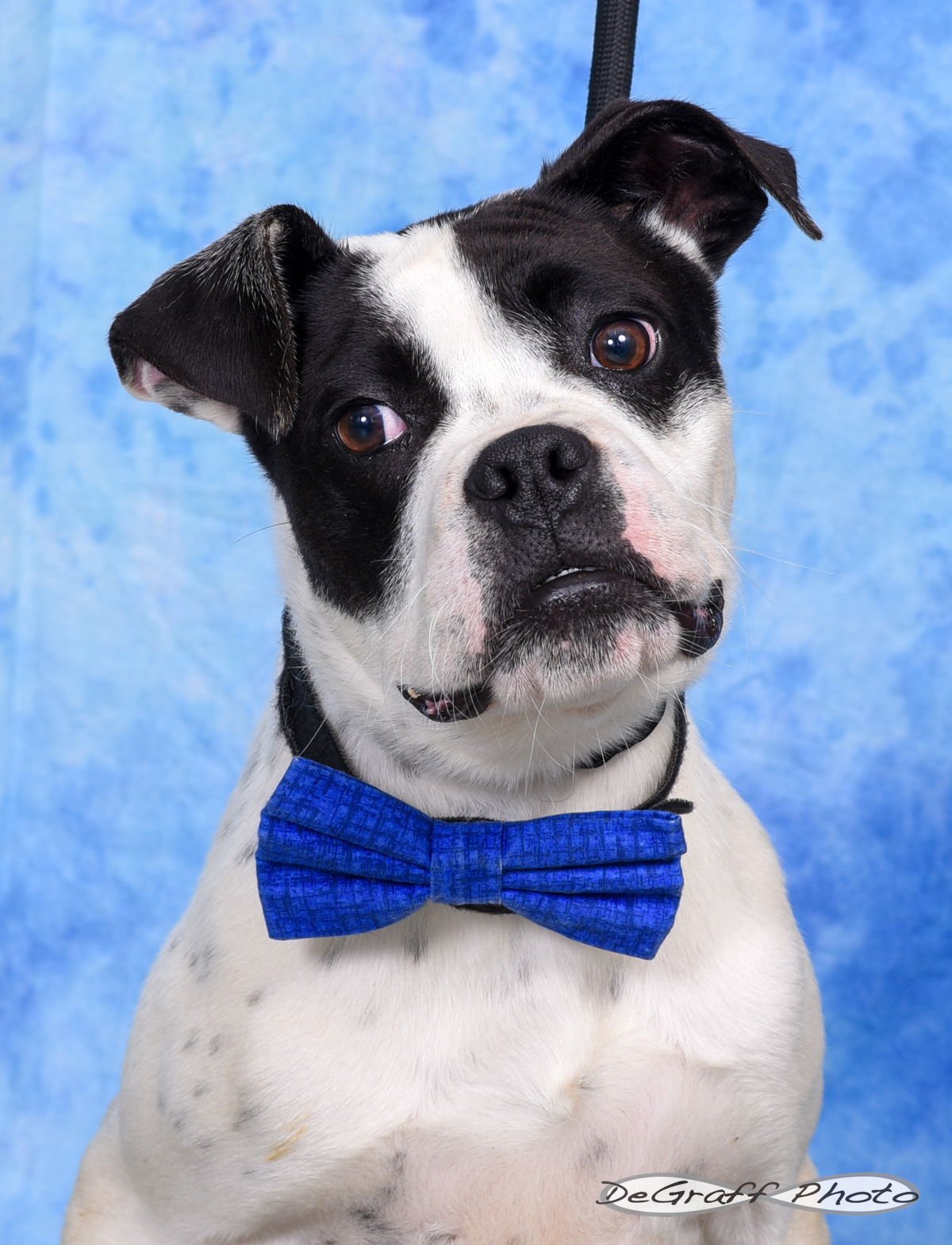 GOSLING - Boxer available for adoption