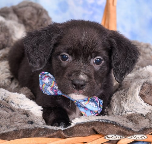 FALCON - Labrador Retriever available for adoption