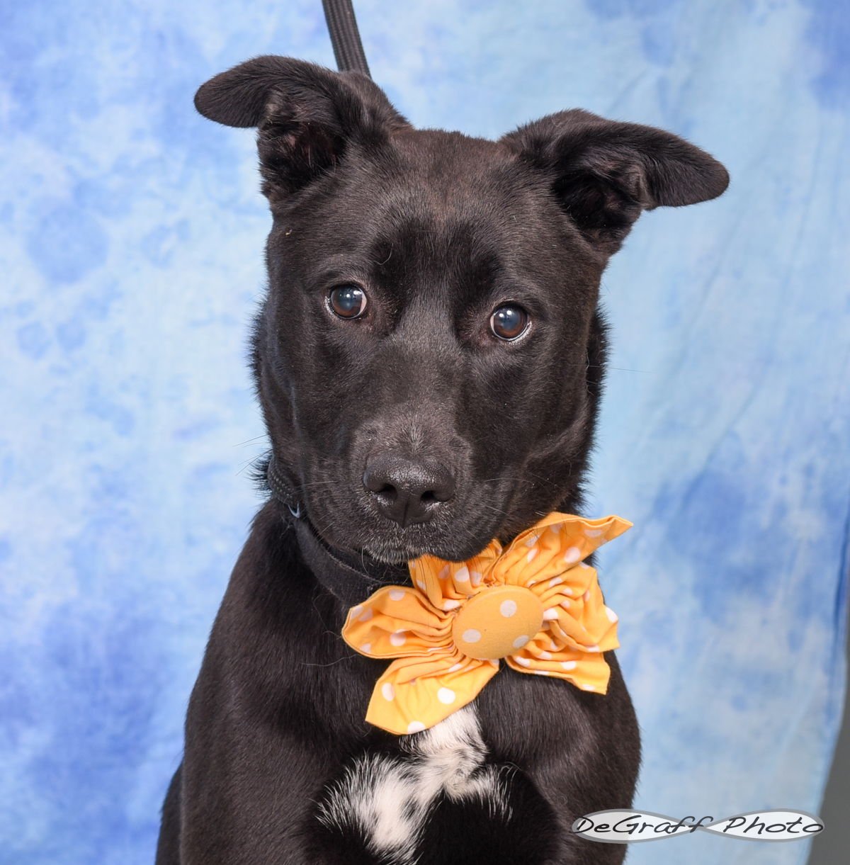 LADY - Labrador Retriever / Shepherd available for adoption