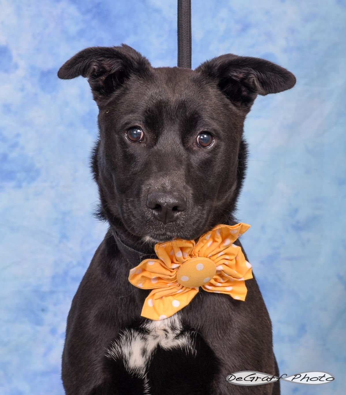 LADY - Labrador Retriever / Shepherd available for adoption