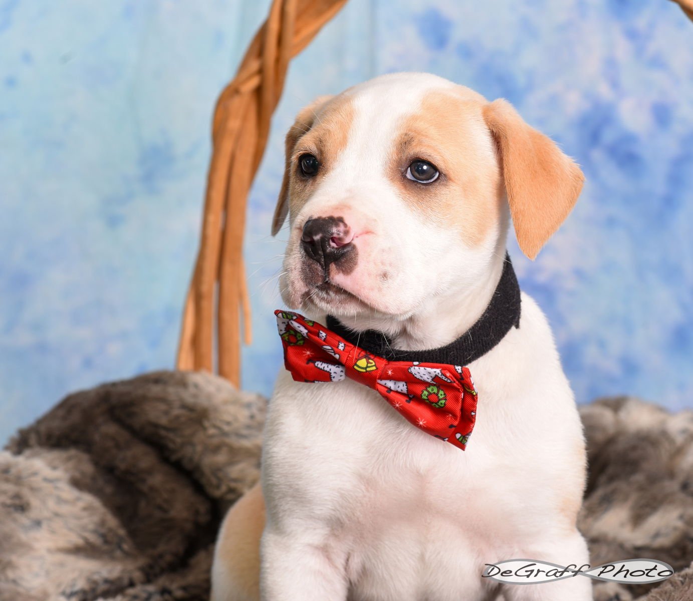 ARMET - Boxer available for adoption