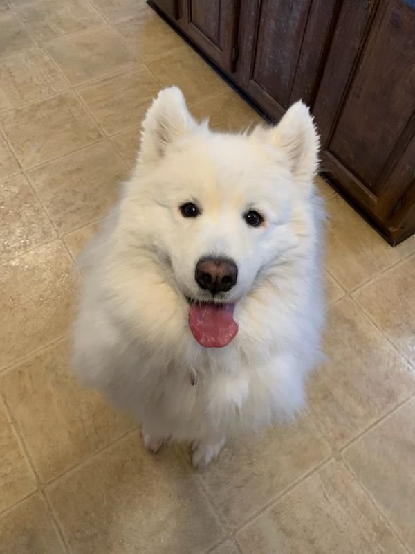 KYLEE - Samoyed available for adoption