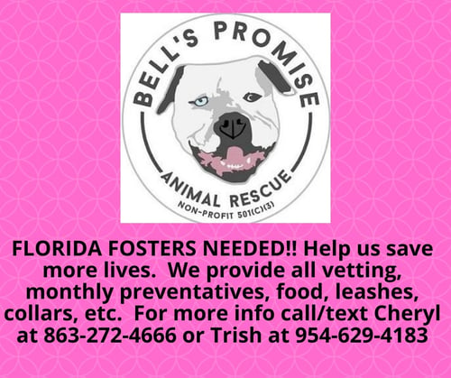 RESCUE - American Bulldog / Bulldog for adoption in Lakeland