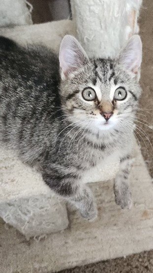 DUMPLING - Domestic Short Hair available for adoption