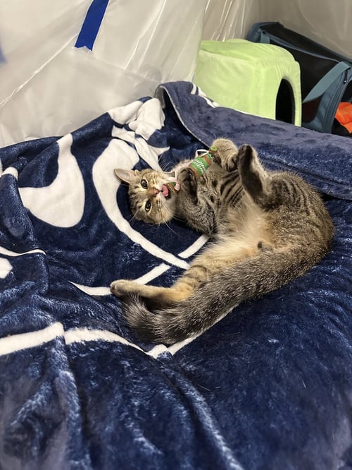 BUDDY - Tabby / Domestic Short Hair available for adoption