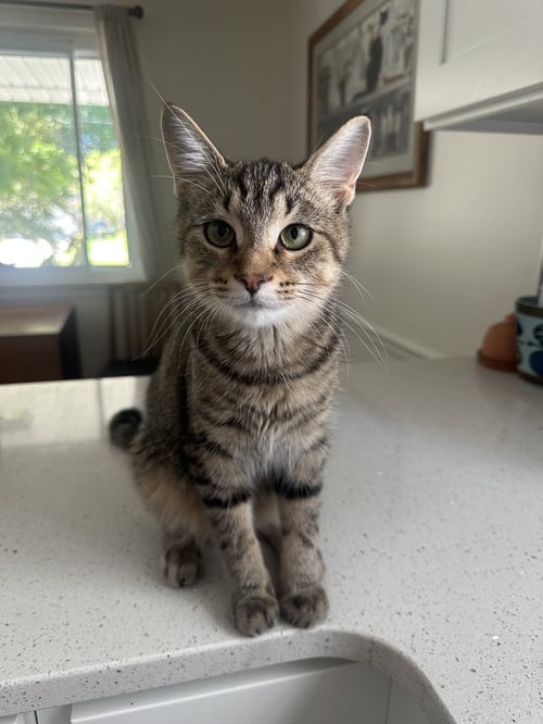 BUDDY - Tabby / Domestic Short Hair available for adoption