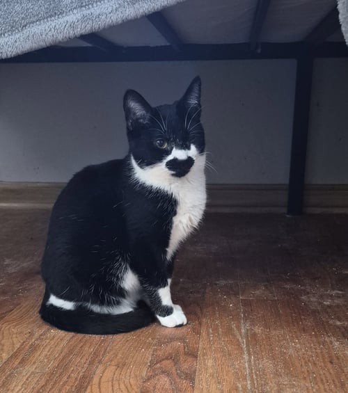 ALEX - Domestic Short Hair available for adoption